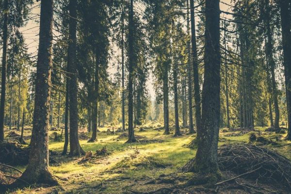 Skab et levende og sundt skovmiljø
